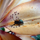 Illustration for article titled Shooting Challenge: Bugs Gallery (Part 4)